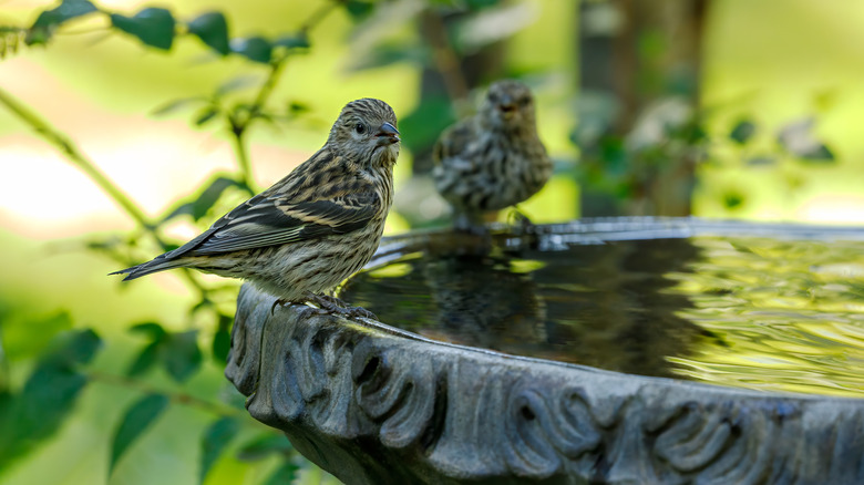 Birds at birdbath