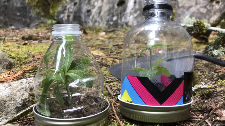 Two mason jar lid planters with plants on rocky mossy ground