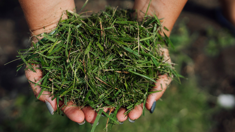 Person holding fresh grass clippings