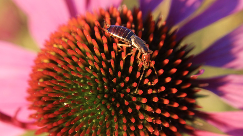 an earwig on a colorful flower