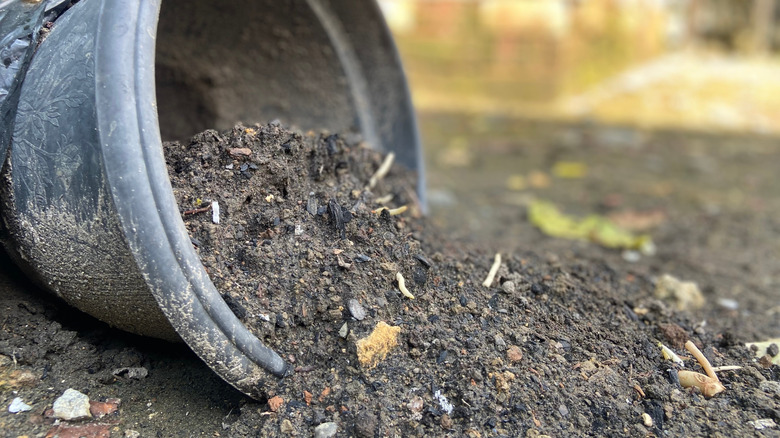 Old potting soil falling out of a black plant pot