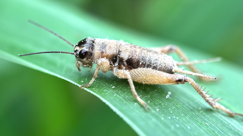 Closeup on cricket on leaf