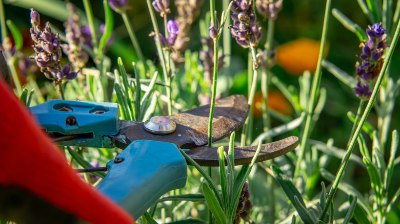 pruning lavender plants