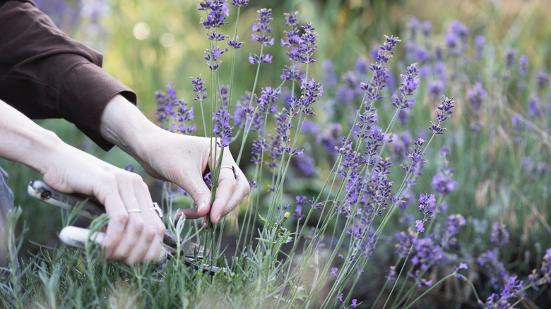 woman pruning lavender