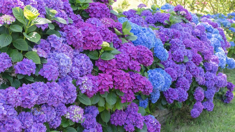 A hydrangea shrub with pink and blue flowers