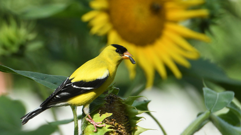 goldfinch on a spent sunflower with a seed in its mouth