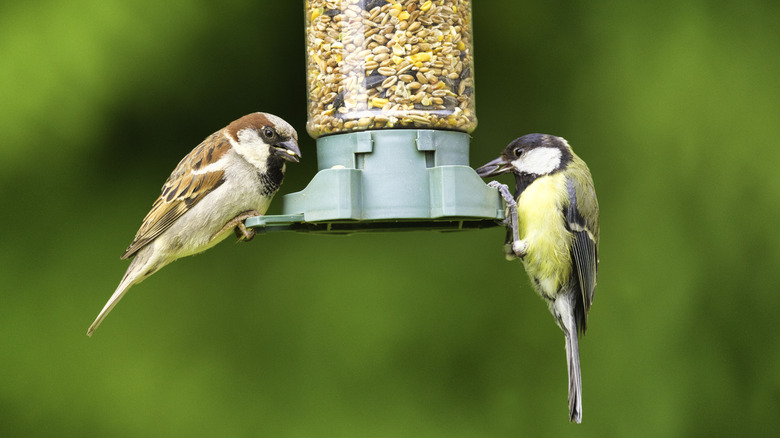 birds eating from a bird feeder