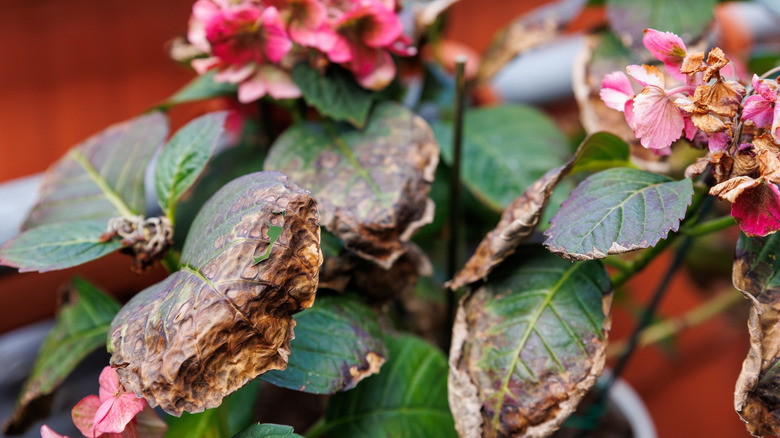 plant showing signs of heat damage