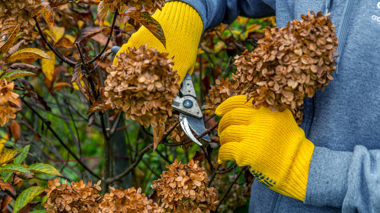 Trimming away dead hydrangea branches