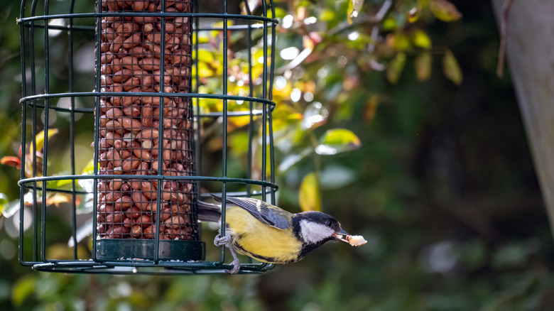 A bird feeding from a hanging bird feeder