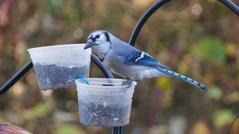 A blue jay eating from plastic takeout cups secured to shepherd's hooks
