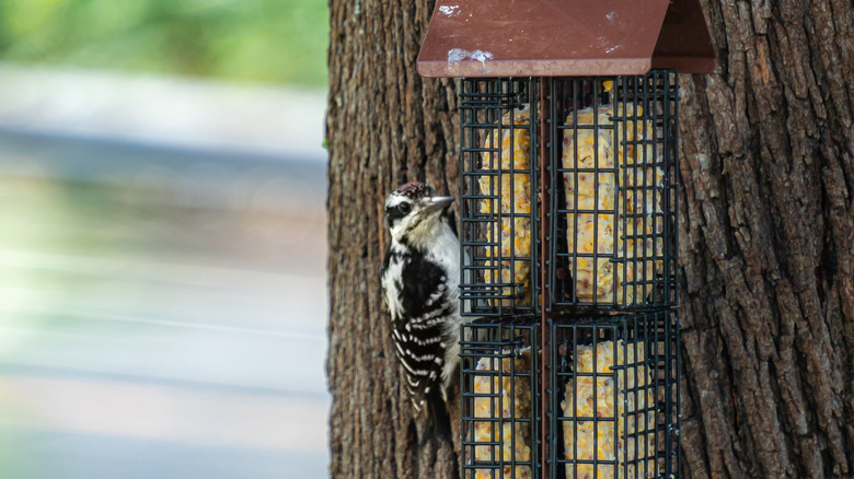 woodpecker clings to a suet bird feeder