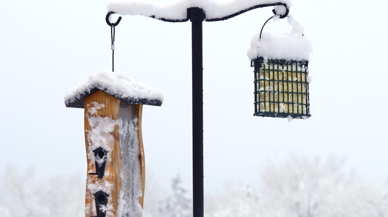 suet feeder and birdhouse hanging from a pole