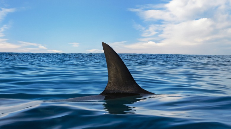 Shark fin above surface