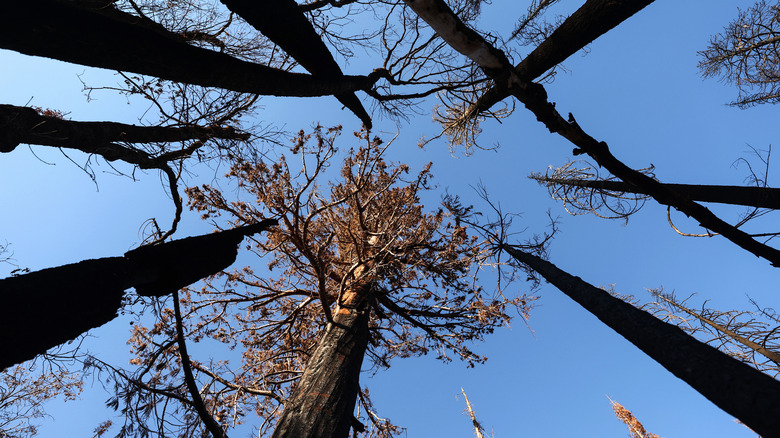 Dying tree, view looking straight up