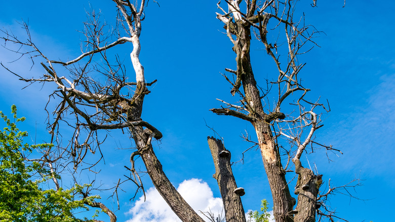 Dying tree in forest