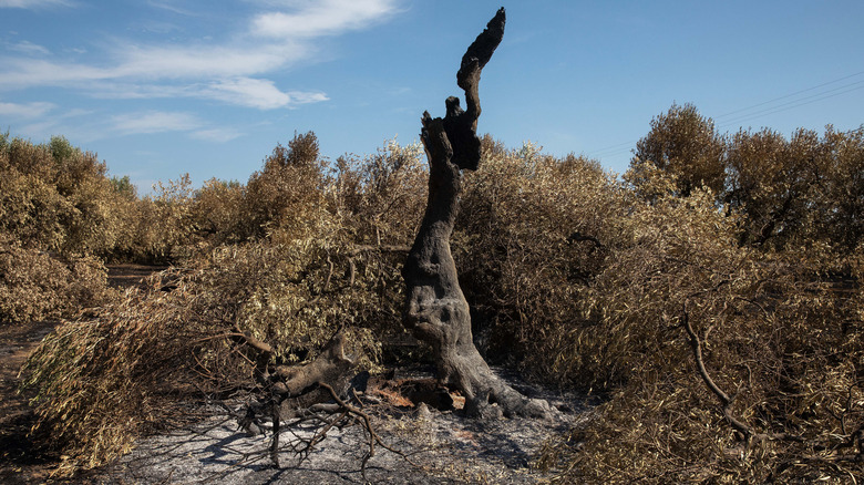 Dead tree in olive grove