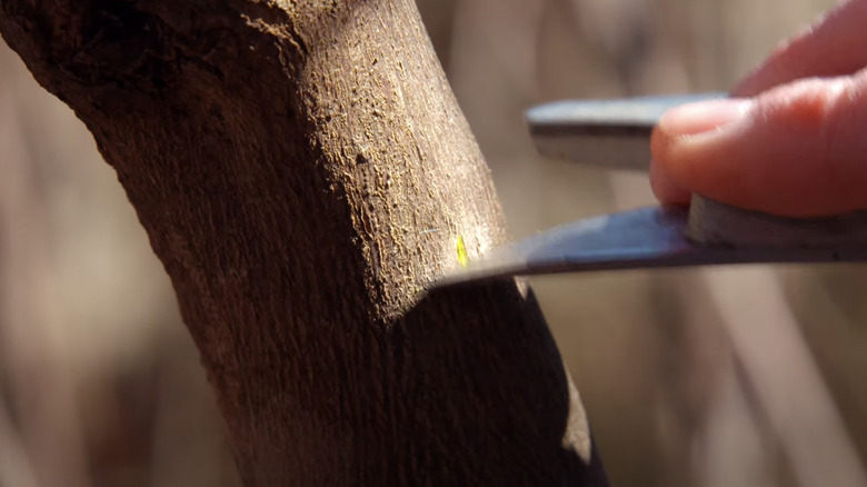 Scratch test performed on living tree