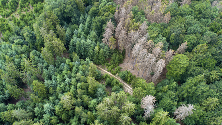 dead pines in pine forest
