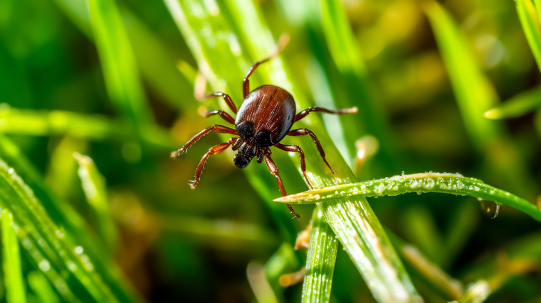A closeup shot of a tick hidden crawling on grass