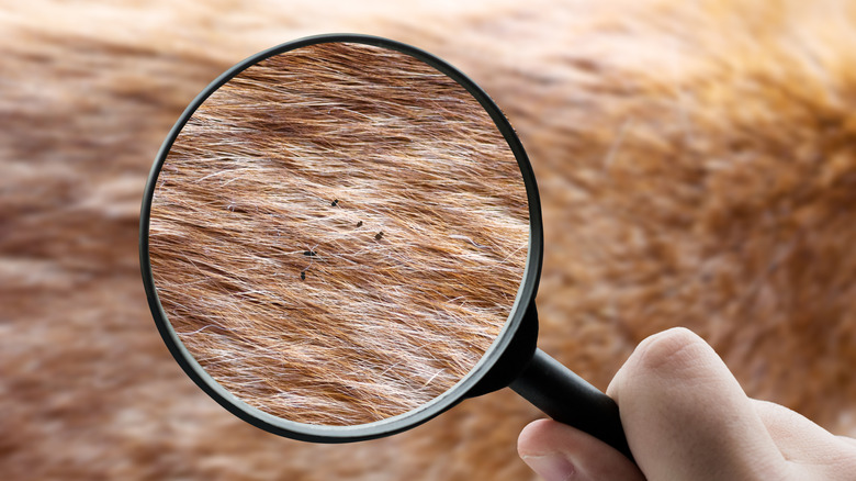 A magnifying glass showing fleas living on a dog's fur.