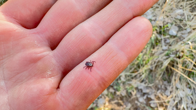 A small tick on person's hand