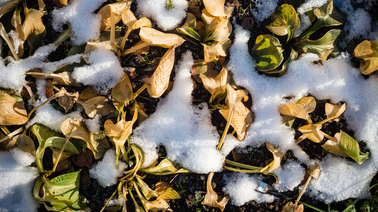 hostas in snow