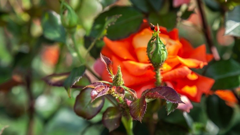 a dying rose in front of a bright, orange rose