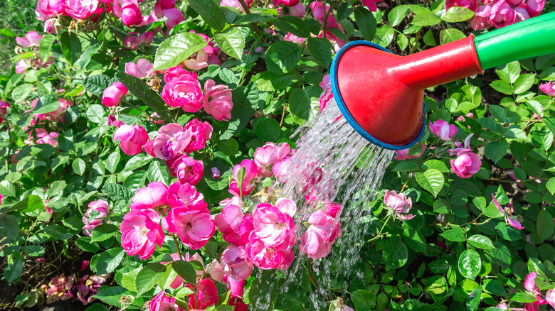 watering can waters a bush of pink roses