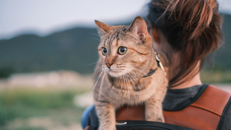 Cat on hike with owner