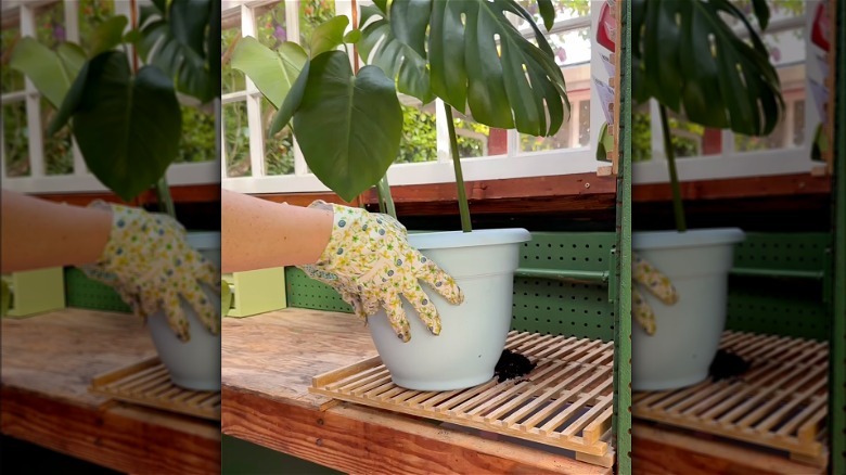 woman standing in front of DIY potting station with tropical plant