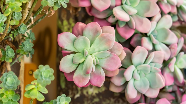 Succulent garden in a repurposed birdbath