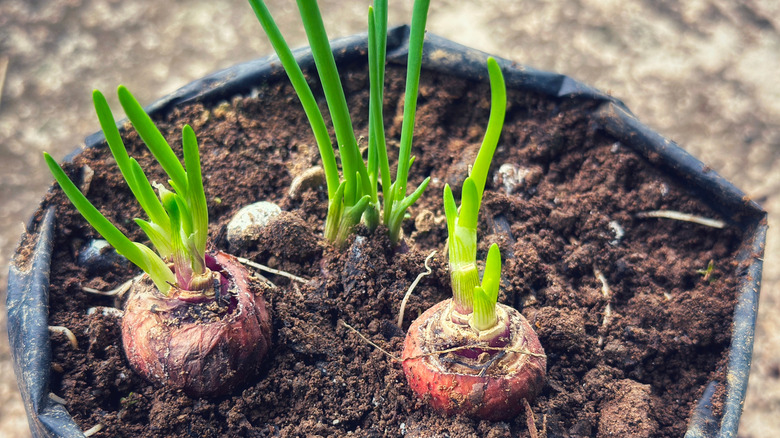 Onions growing in a repurposed bag