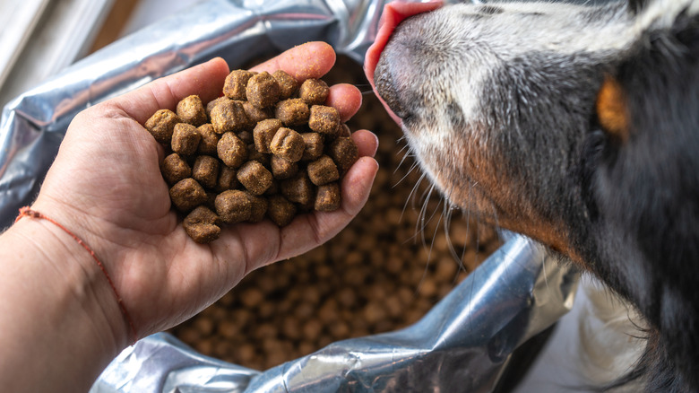 Person feeding kibble to a dog out of the bag