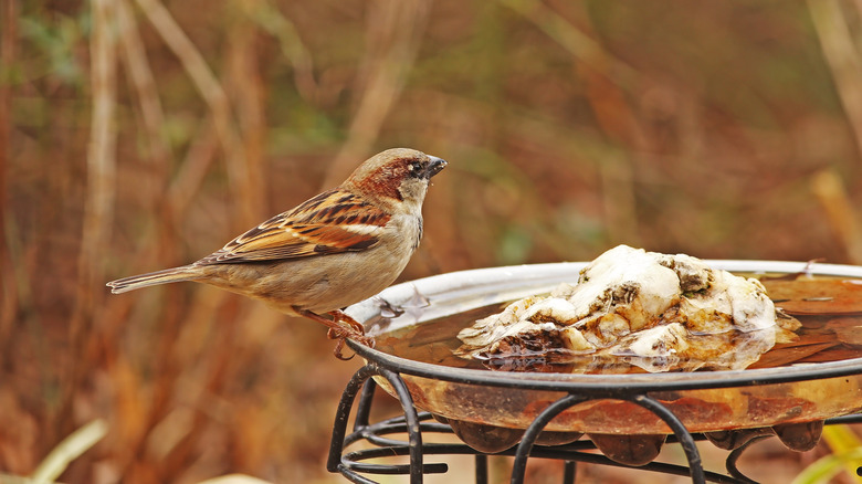sparrow sitting on the outside of a homemade rustic birdbath