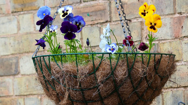hanging basket with pansies