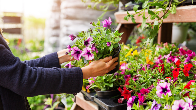 A woman picking out flowering plants at a nursery