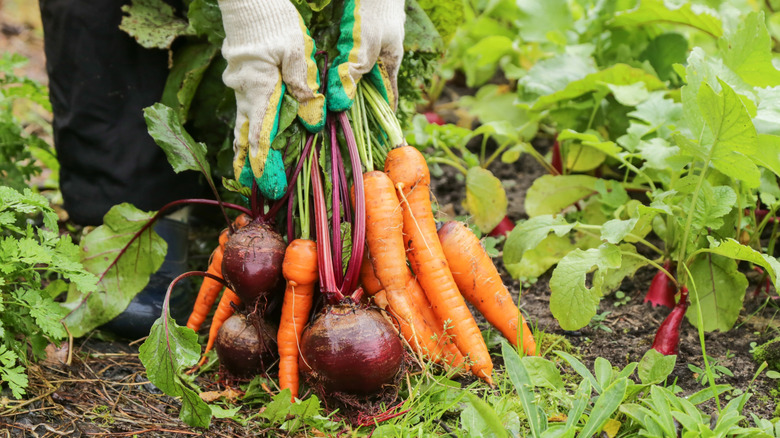A gardener holding a bevy of fresh vegetables