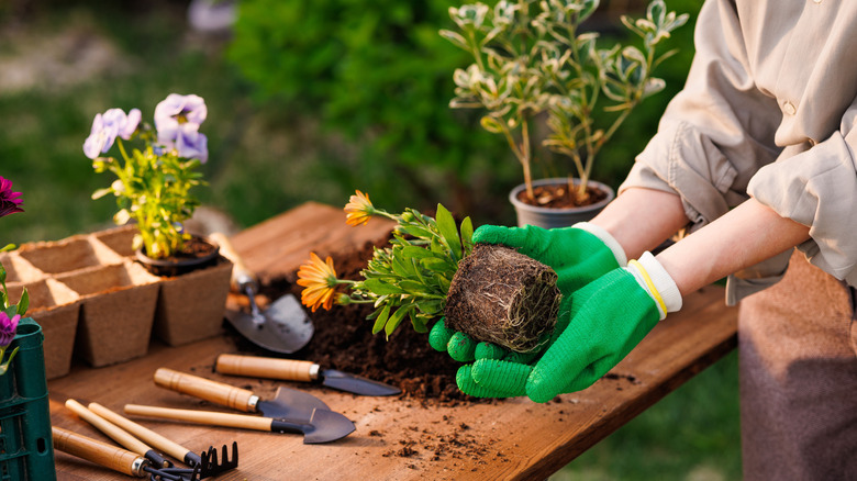 A gardener holding a plant complete with root ball, next to a table with gardening tools