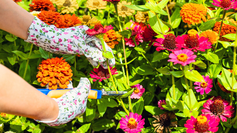 A gardener cutting colorful zinnia flowers