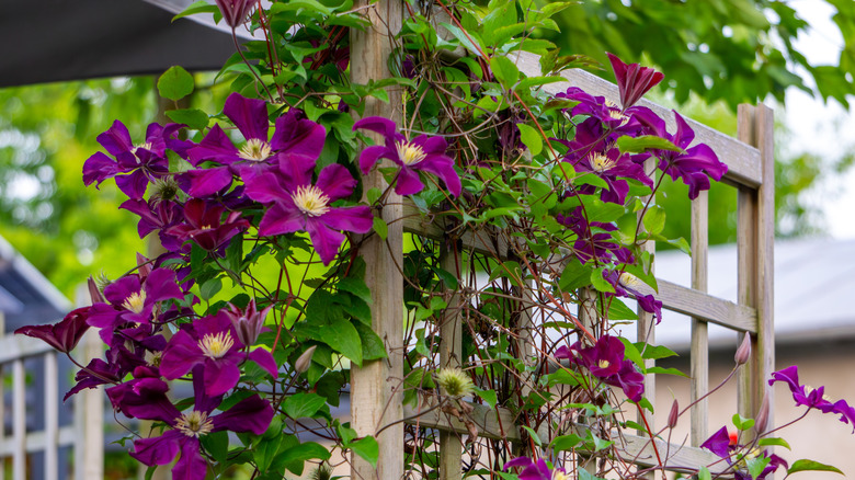 Purple clematis climbing on a trellis