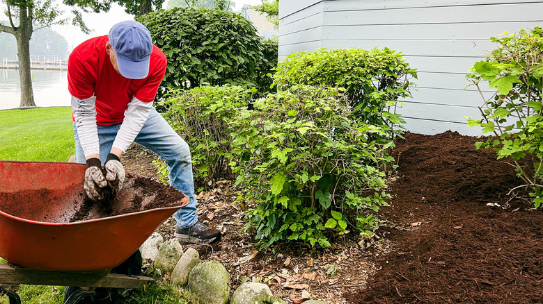 A man taking mulch from a wheelbarrow and placing it on a flower bed