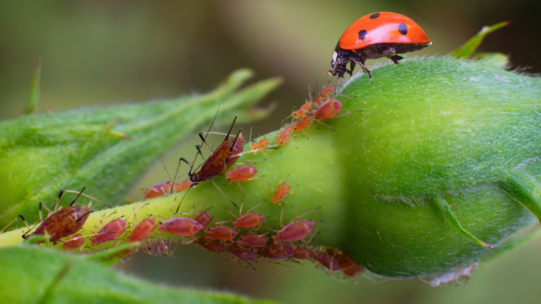 A ladybug preying on plant pests
