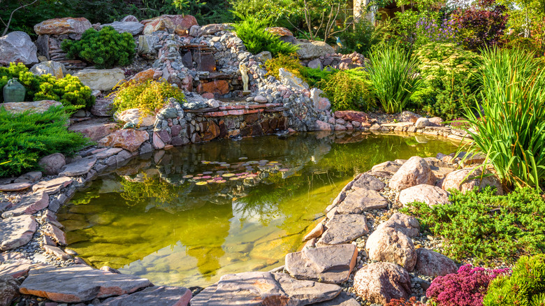A pond in a garden, framed by lush plants