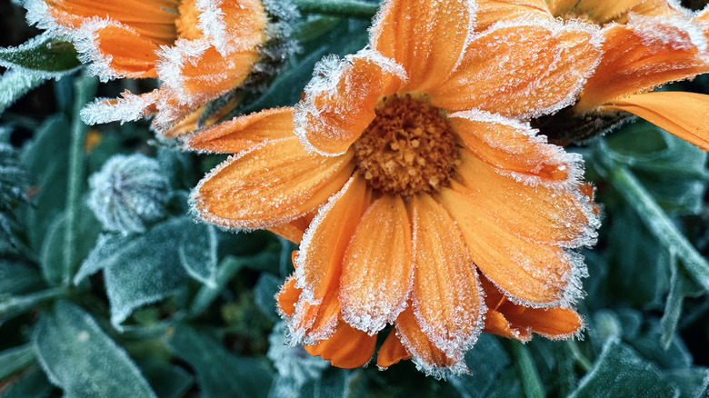 Orange marigold flowers with frost-tipped petals