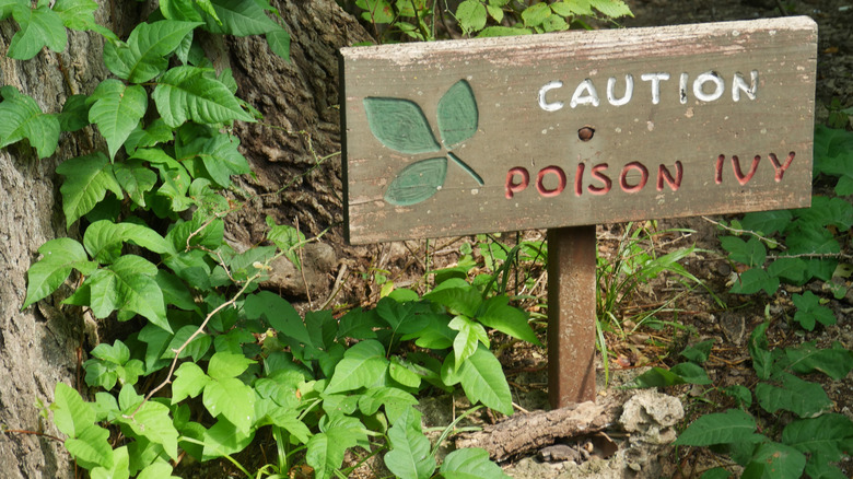 Caution sign surrounded by poison ivy