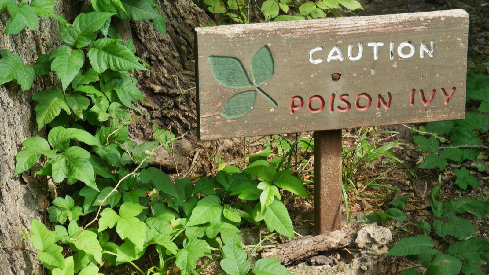 How To Treat Poison Ivy When You're Camping