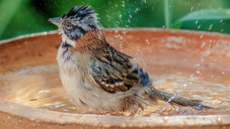 bird in birdbath