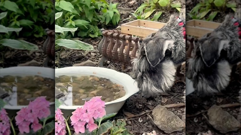 DIY birdbath from washbowl and stones