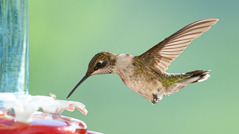 Hummingbird visiting a red feeder